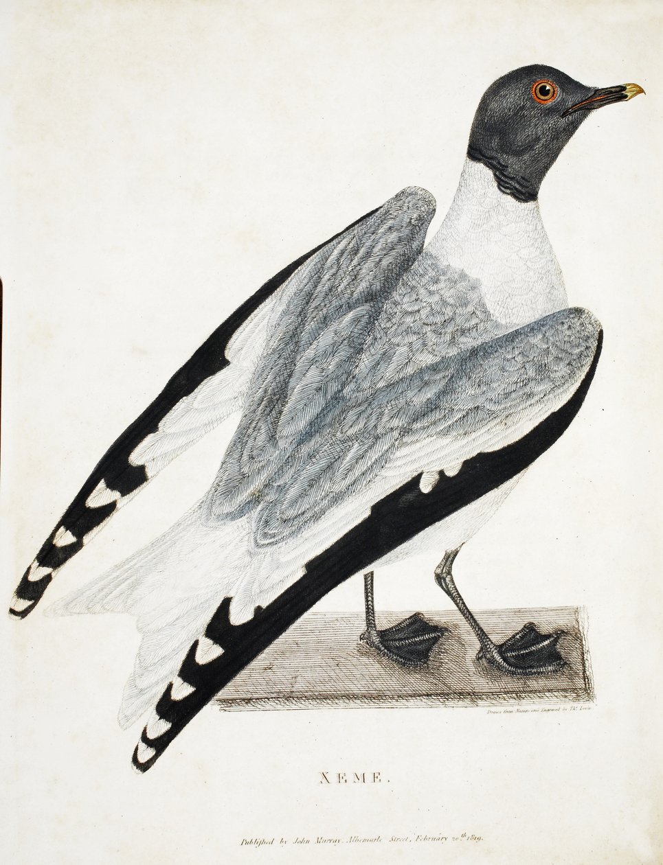 Xeme, illustration fra A Voyage of discovery..., 1819 (håndkoloreret gravering) af Thomas Lewin
