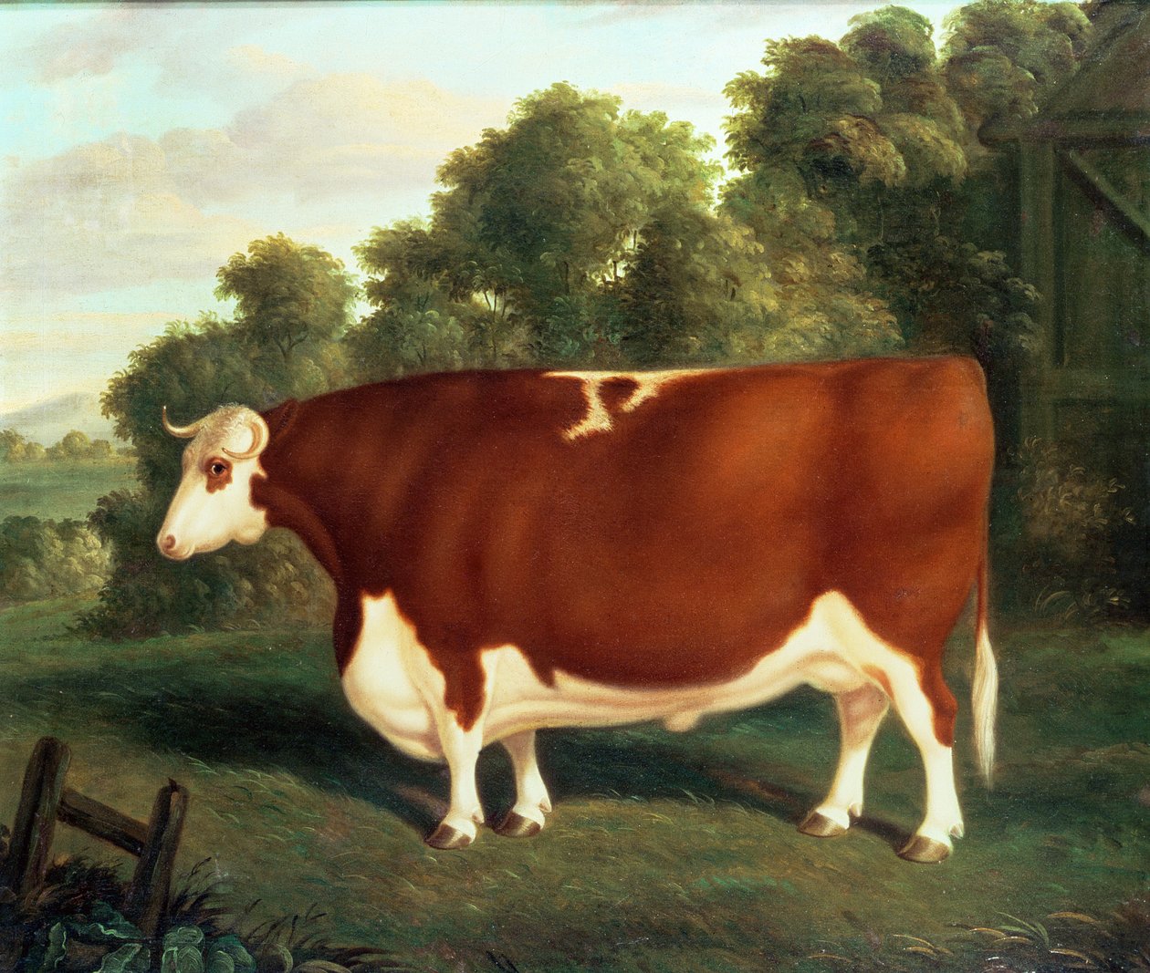 Ox, ca. 1850 af Thomas Roebuck