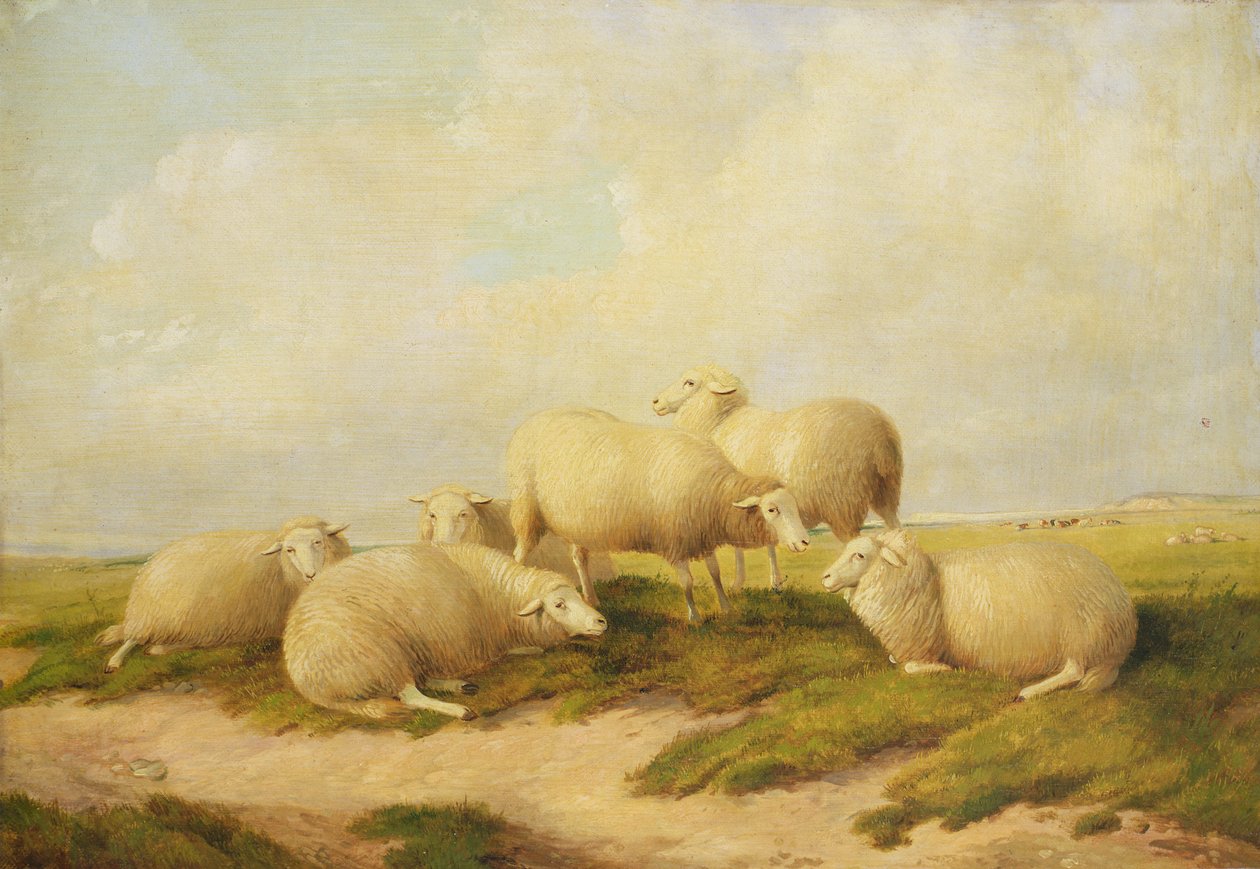 Får af Thomas Sidney Cooper