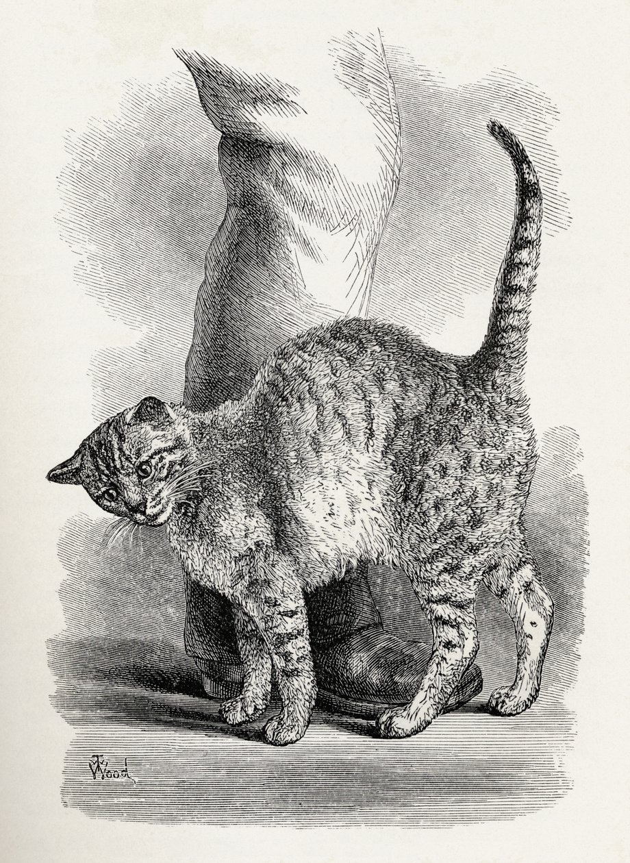 Katten i en kærlig sindstilstand, fra Charles Darwins "The Expression of the Emotions in Man and Animals", 1872 af Thomas W. Wood