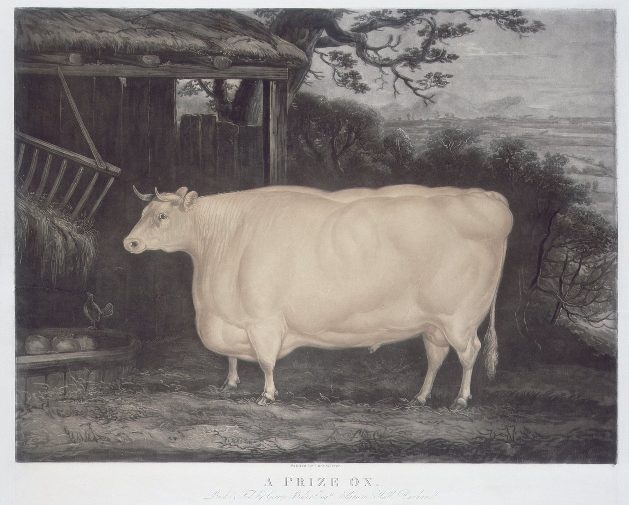 A Prize Ox, graveret af John Thompson, Smeaton, Yorks, 1831 (farvegravering) af Thomas Weaver