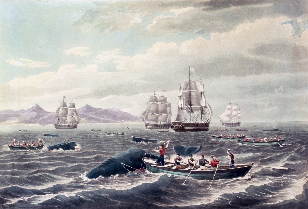 A Shoal of Sperm Whale, graveret af J. Hill, udgivet 1838 (farveakvatinte) af Thomas (after) Birch