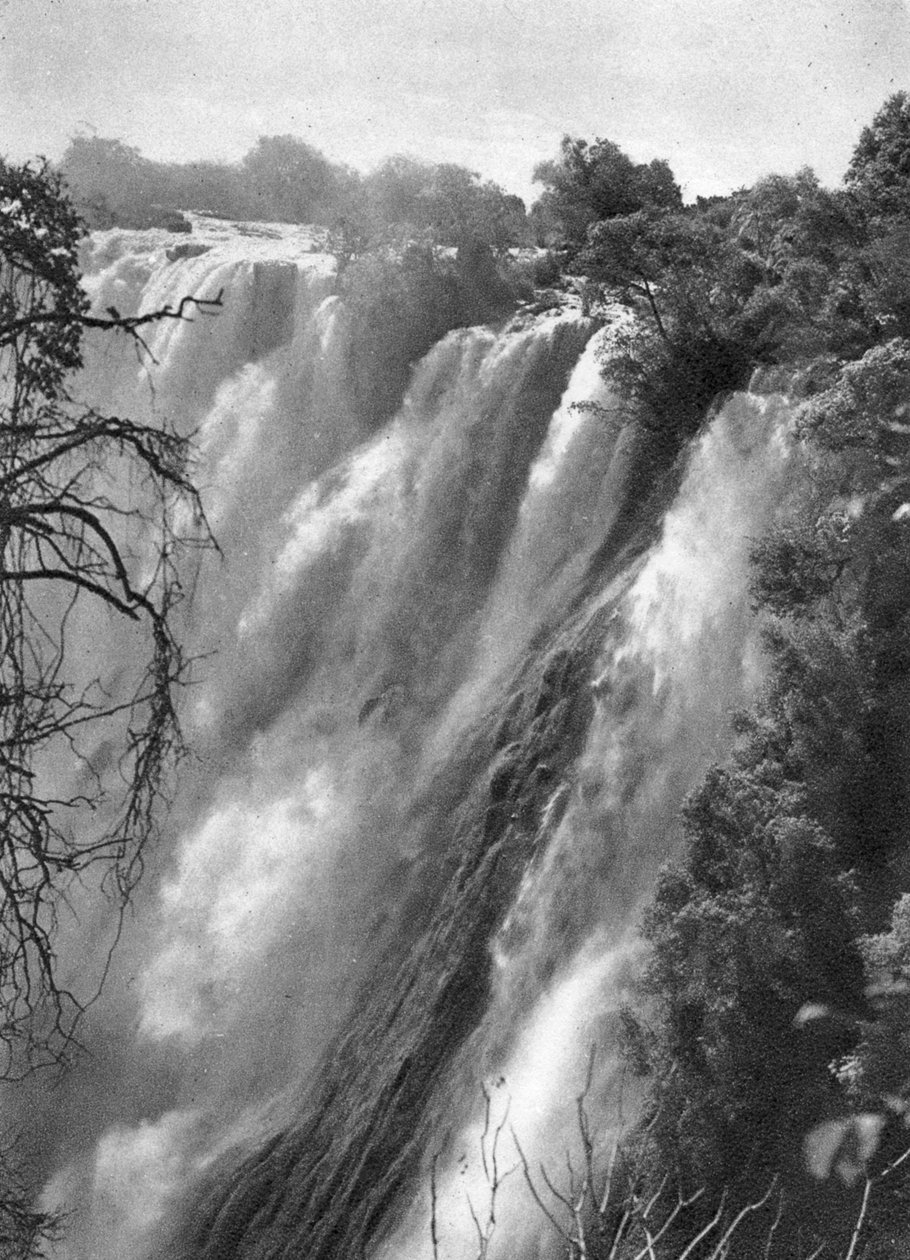 Østlig grå stær, Victoria Falls, Livingstone til Broken Hill, Nordrhodesia, 1925 1927. af Thomas A. Glover