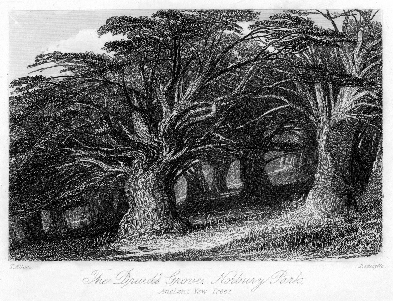 The Druids Grove, Norbury Park, Surrey, 1800-tallet. af Thomas Allom