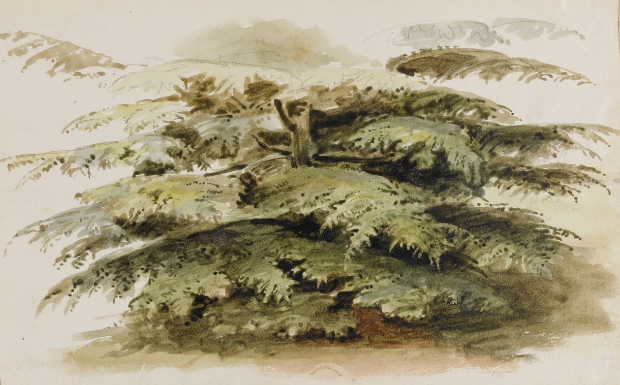 Et studie af et cedertræ i Merton af Thomas Baxter