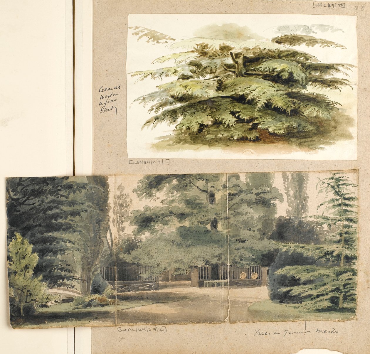 Et studie af et cedertræ i Merton af Thomas Baxter