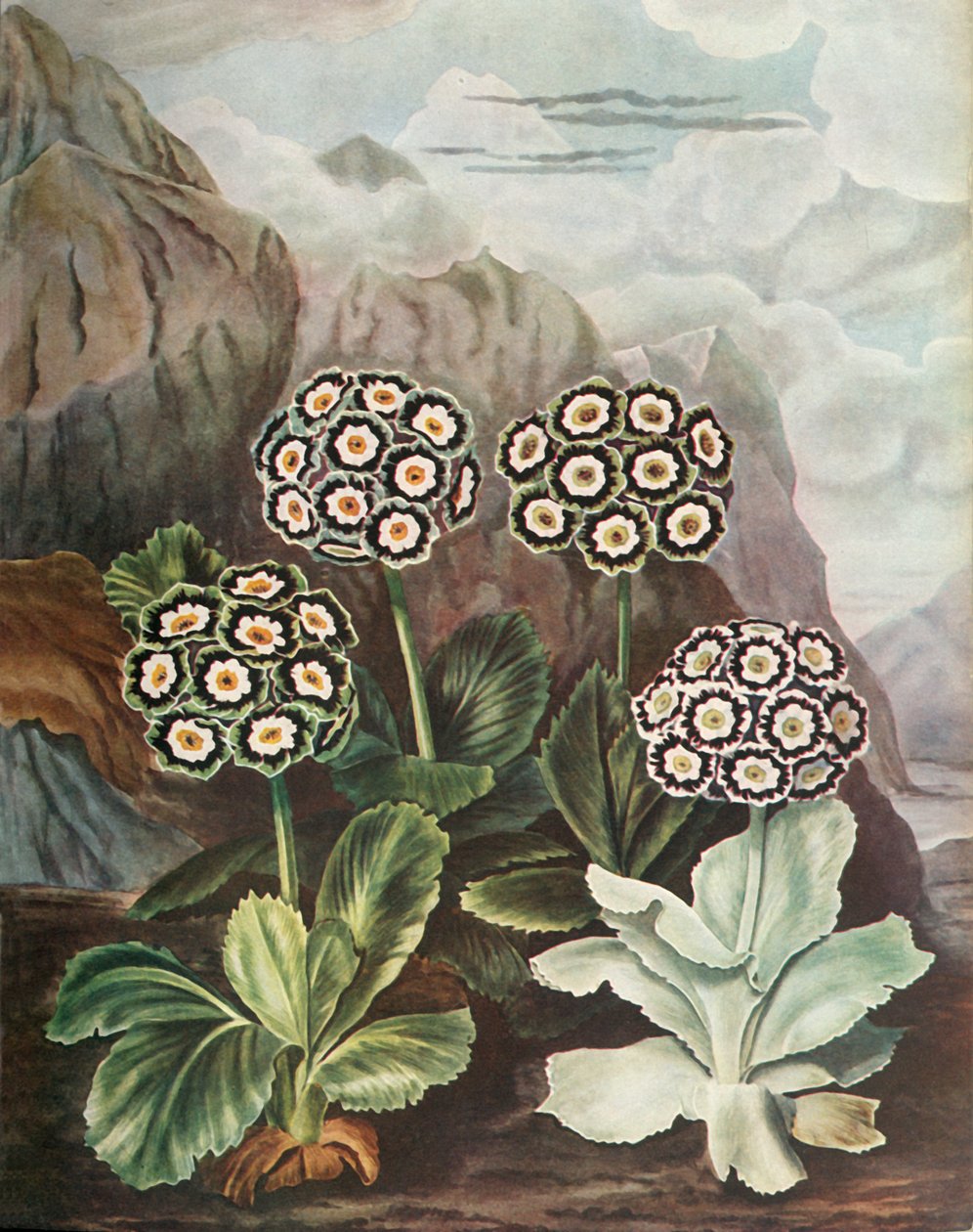 Auriculas, c1802-1821, 1948 af Thomas Baxter