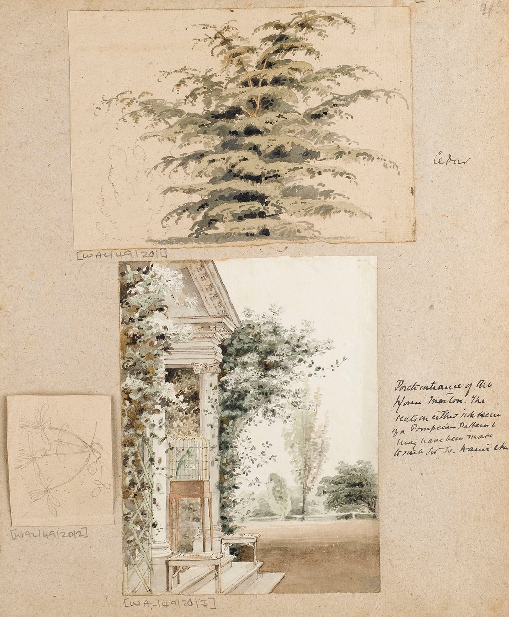 Studie af et cedertræ af Thomas Baxter