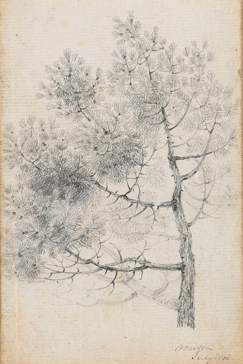 Studie af et fyrretræ ved Merton (recto) af Thomas Baxter