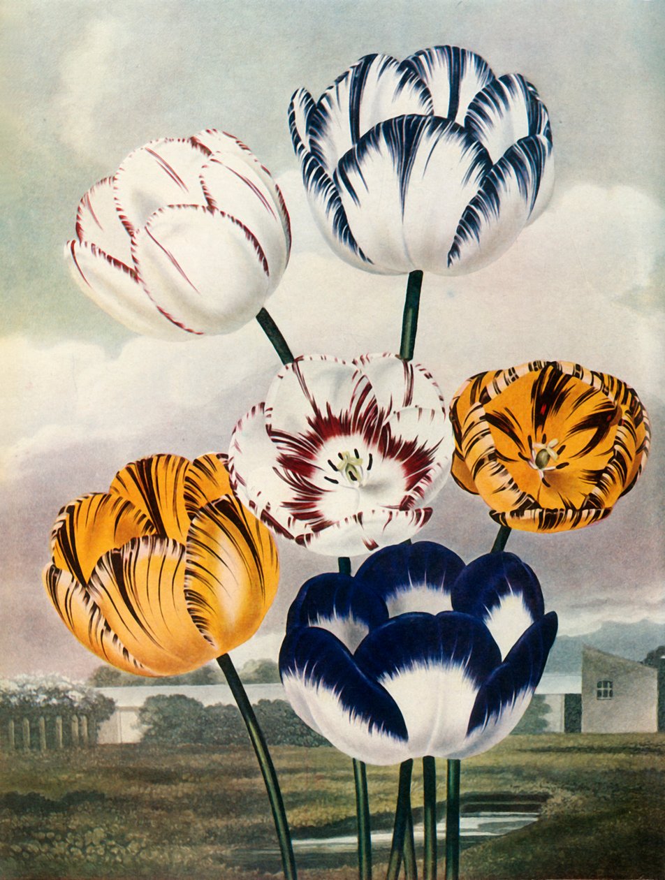 Tulipaner, c1802-1821, 1948. af Thomas Baxter