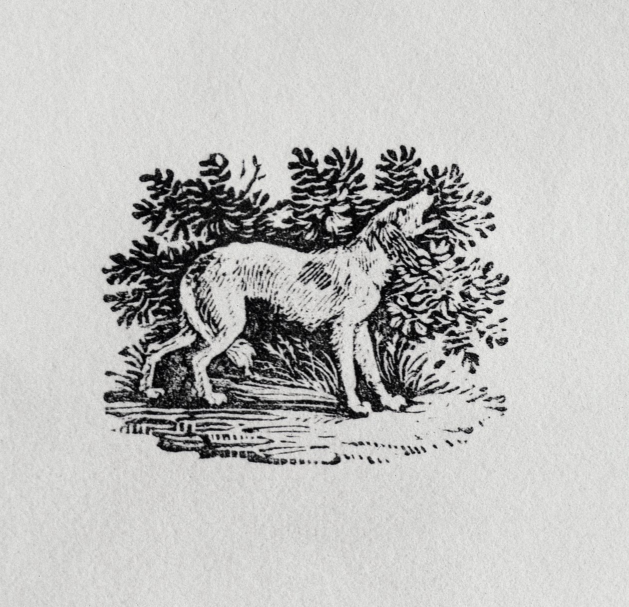 En jagthund fra "History of Quadrupeds", 19. århundrede af Thomas Bewick
