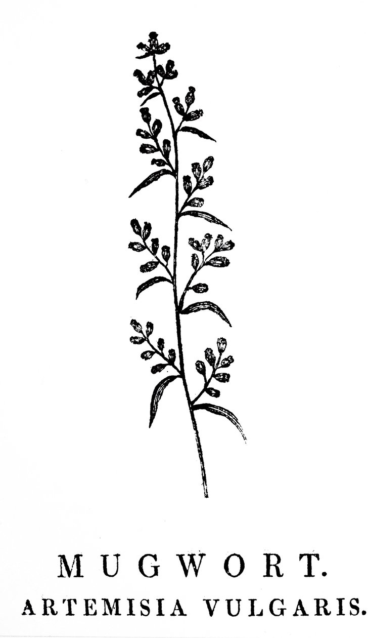 En træblokgravering, der viser en kvist af bynke, en art af aromatiske planter i slægten Artemisia. Træsnit af Thomas Bewick (1753-1828), en engelsk gravør og naturhistorisk forfatter af Thomas Bewick