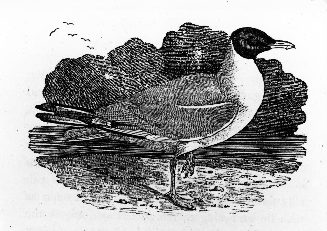 Sorthovedet måge, illustration fra 