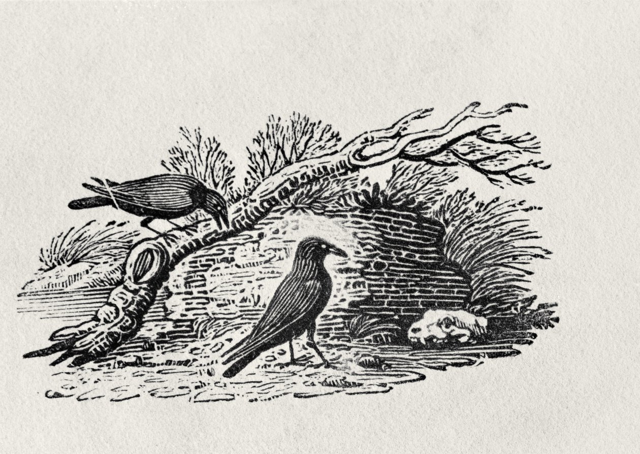 Krager (Corvus corone corone) fra 