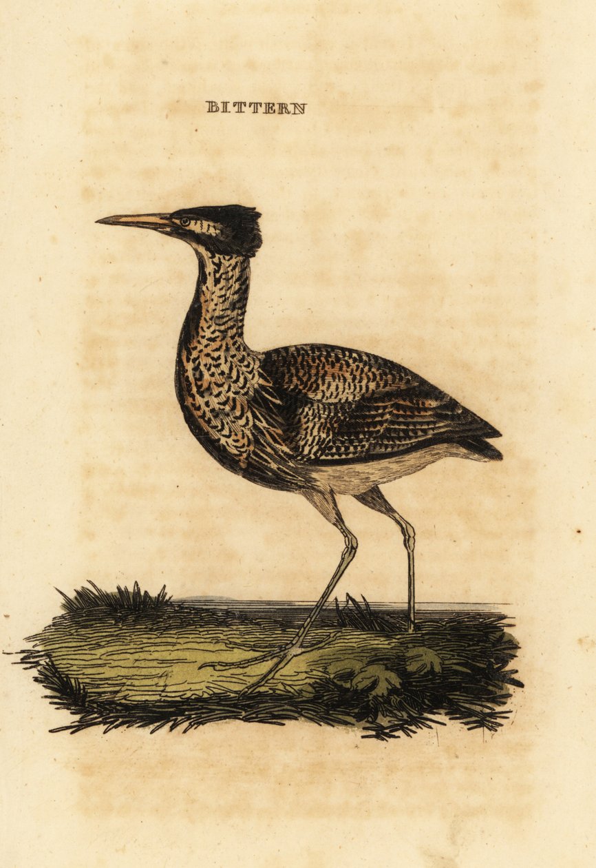 Eurasisk bittern eller stor bittern, Botaurus stellaris af Thomas Bewick