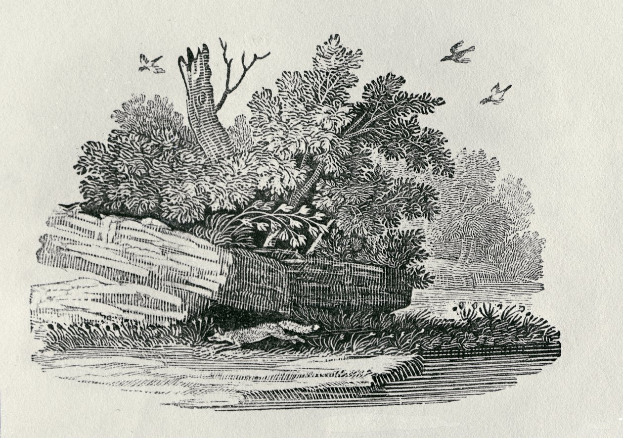 Fox escaping, fra 