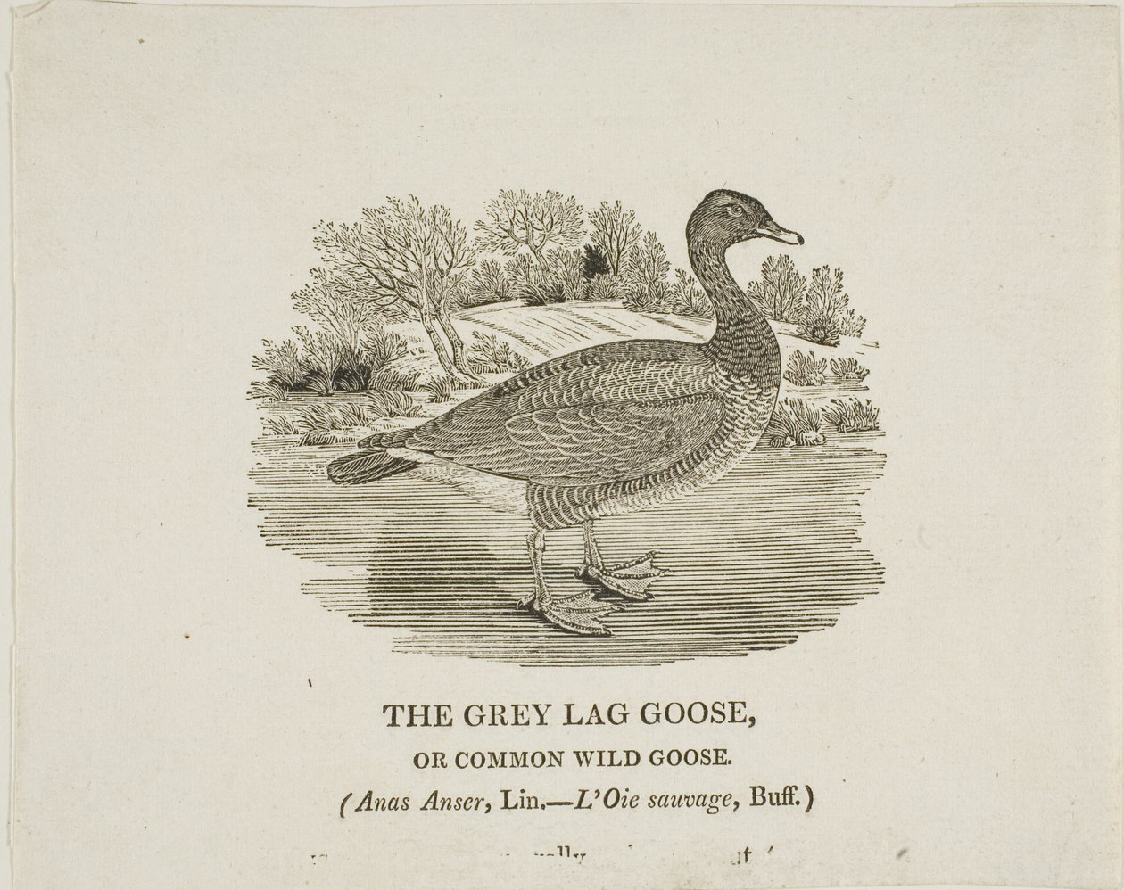 Grey Lag Goose af Thomas Bewick