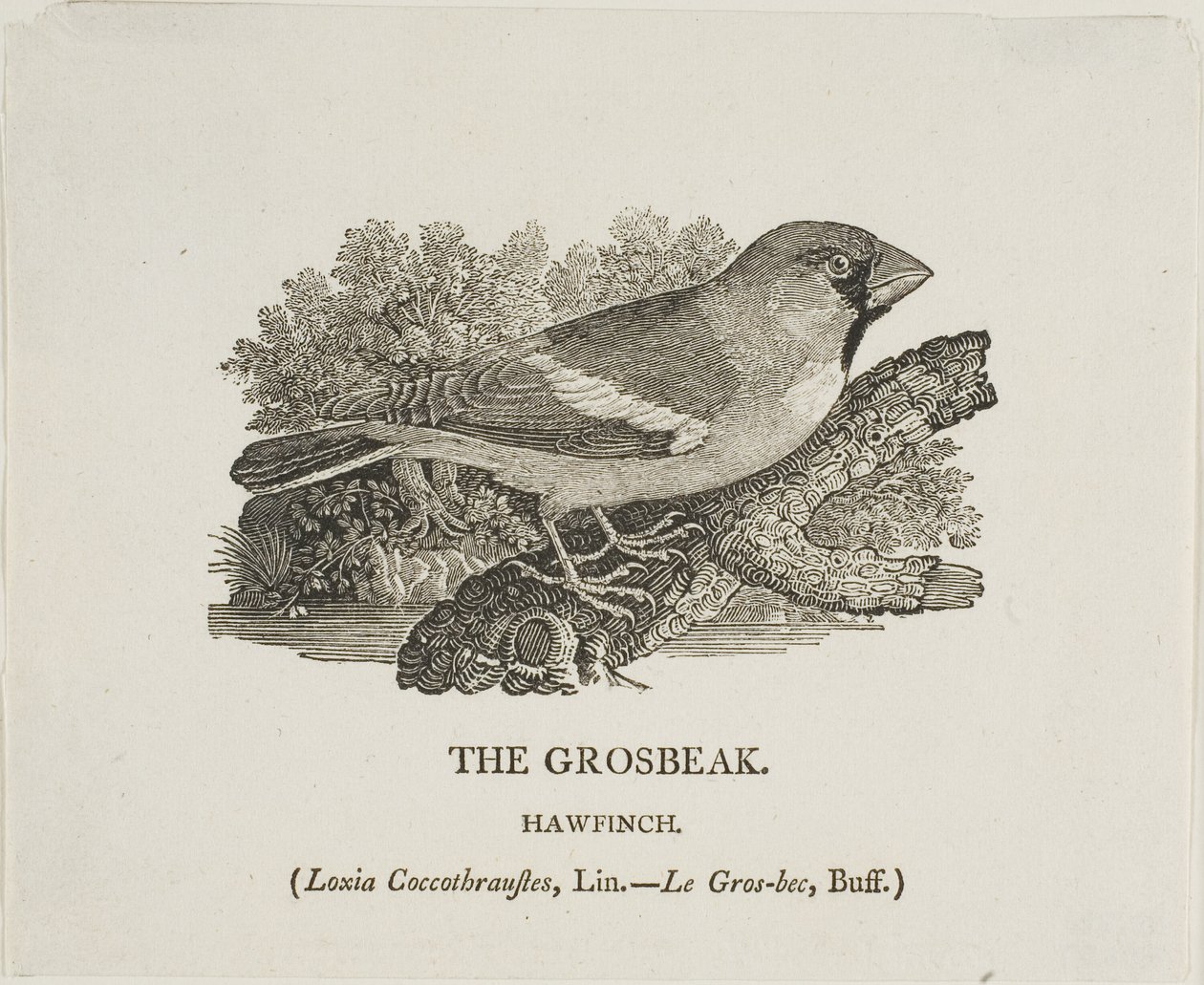 Kernebider af Thomas Bewick