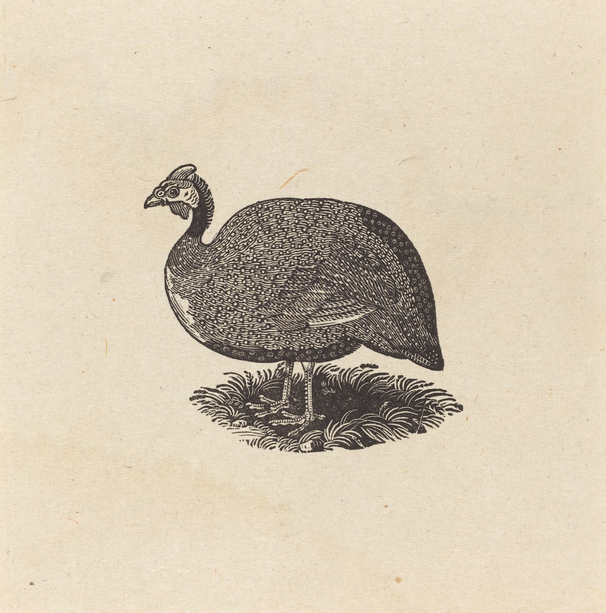 Guineahøne af Thomas Bewick