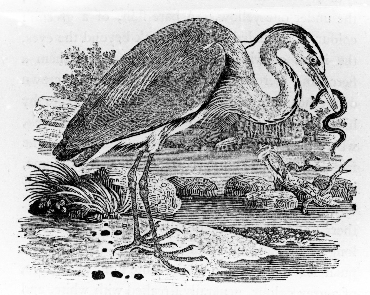 Heron, illustration fra 