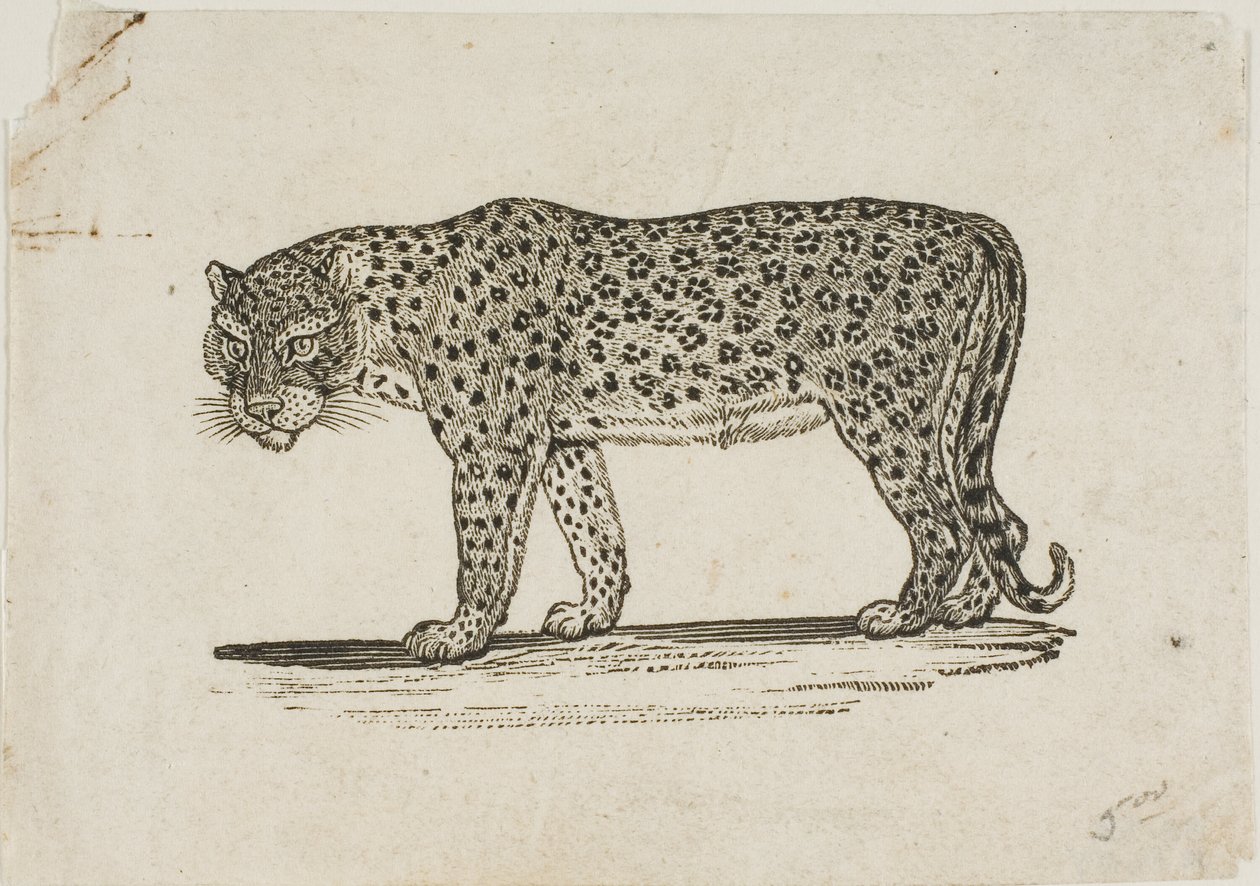 Leopard af Thomas Bewick