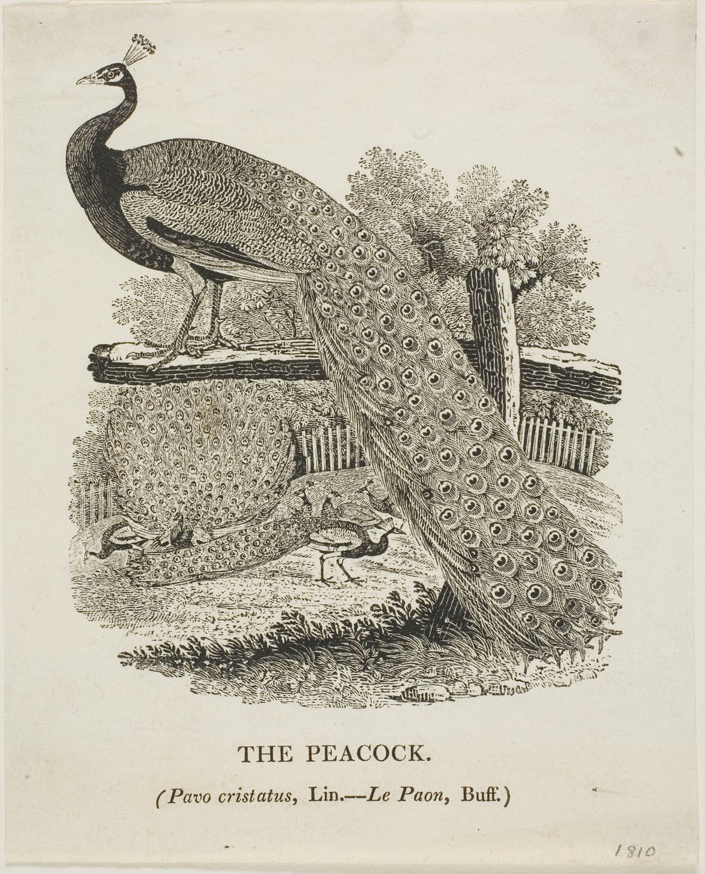 Påfugl af Thomas Bewick