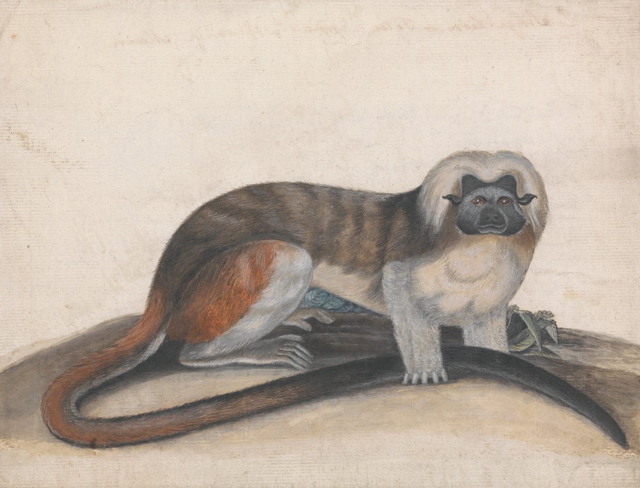 Studie til "The Pinche or Red Tailed Monkey" (tidligere Cottenhead Marmoset) af Thomas Bewick