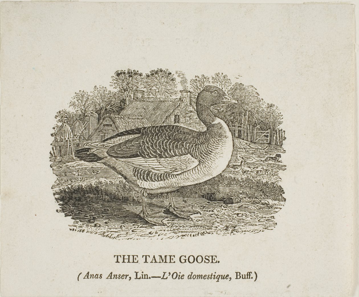 Den tamme gås af Thomas Bewick