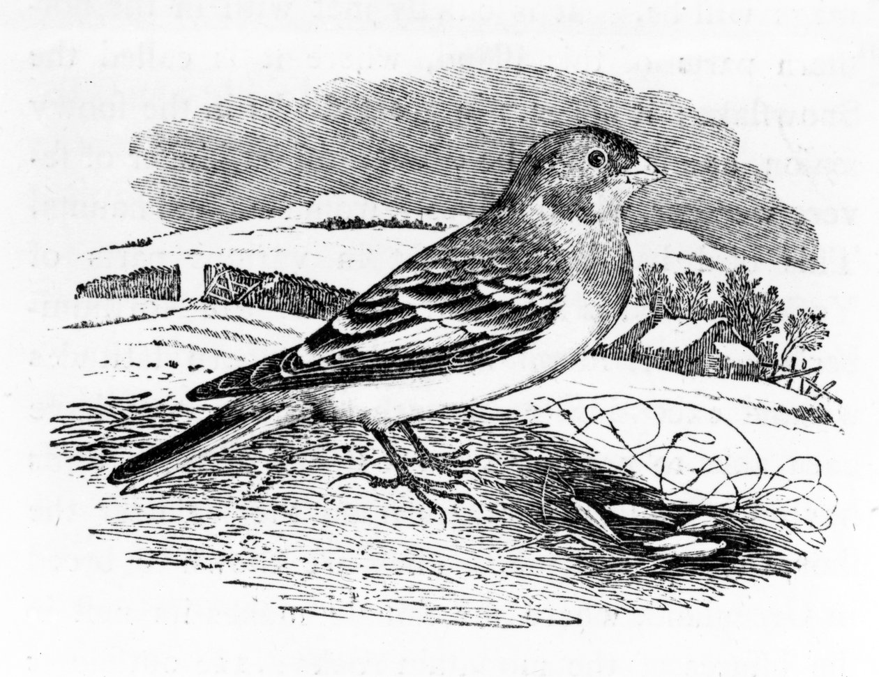 Tawny Bunting, illustration fra 