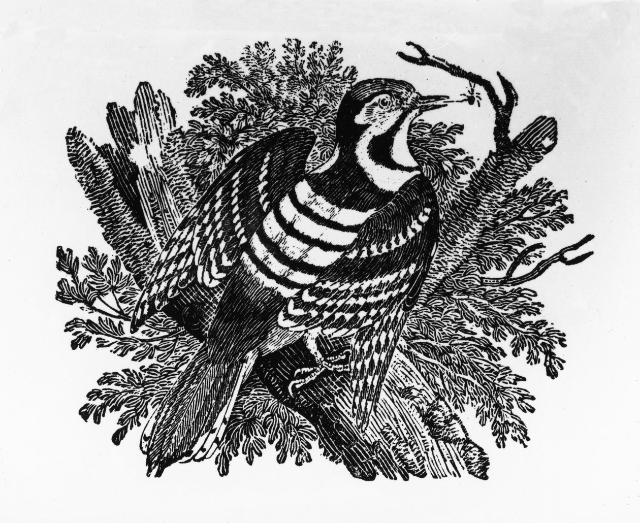 The Barred Woodpecker, illustration fra 