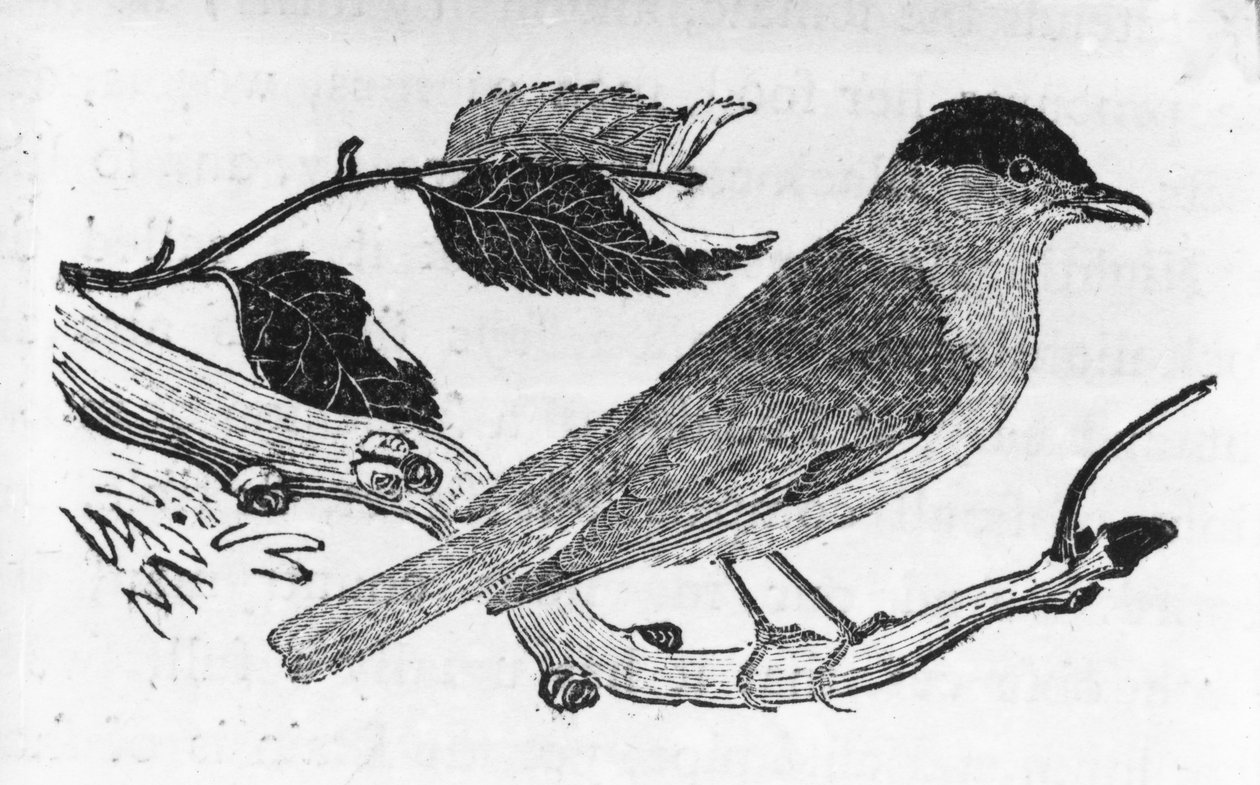 The Black-Cap, illustration fra 