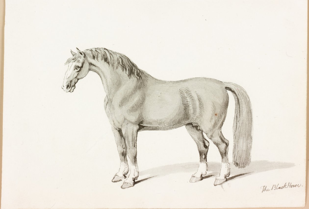 Den sorte hest (blæk på papir) af Thomas Bewick