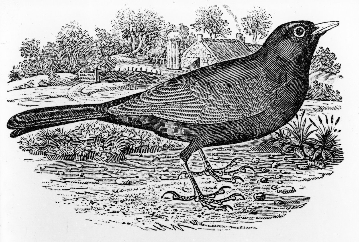 Solsort, illustration fra "A History of British Birds" af Thomas Bewick, første gang udgivet i 1797 af Thomas Bewick