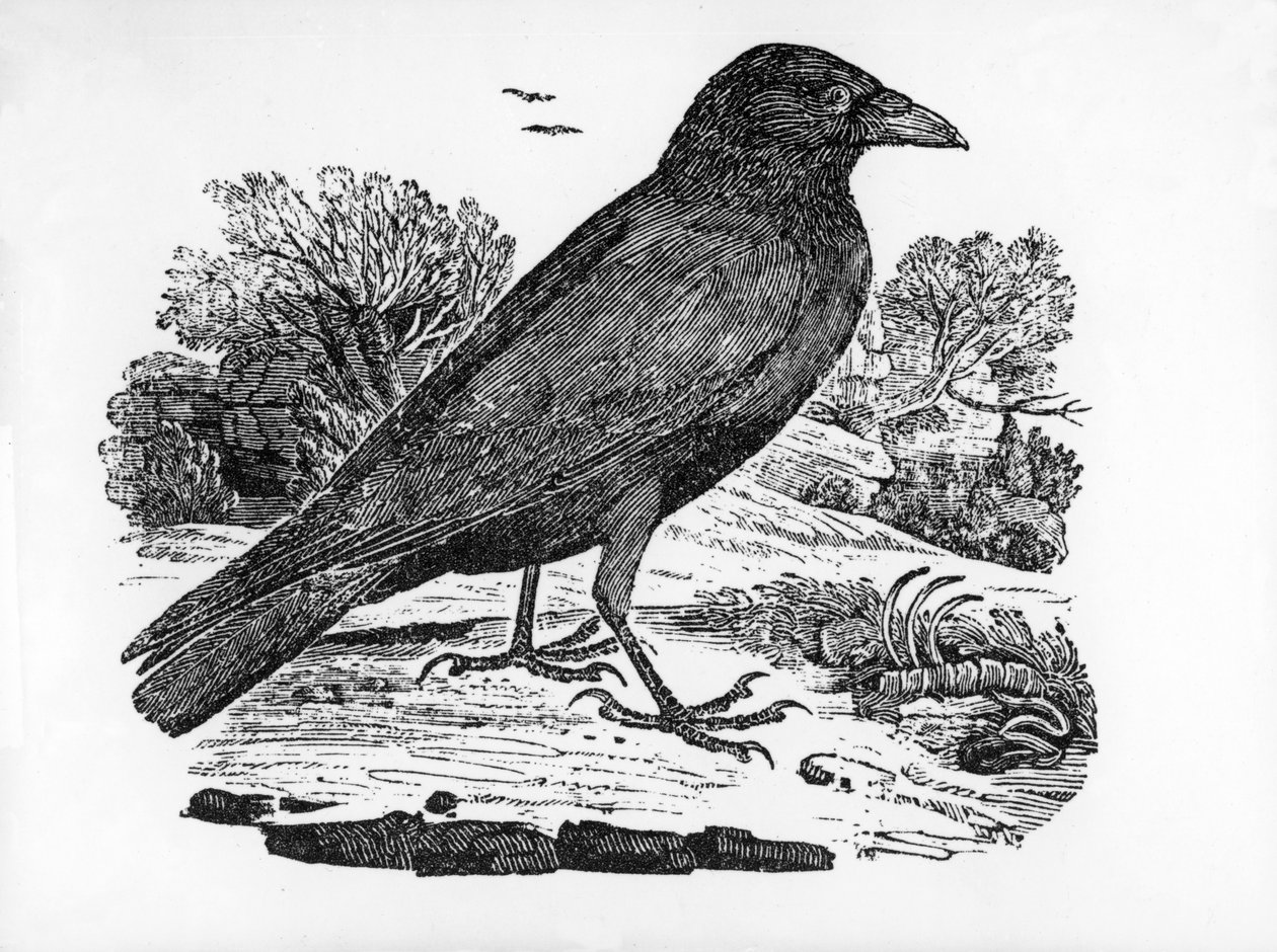 The Carrion Crow, illustration fra 