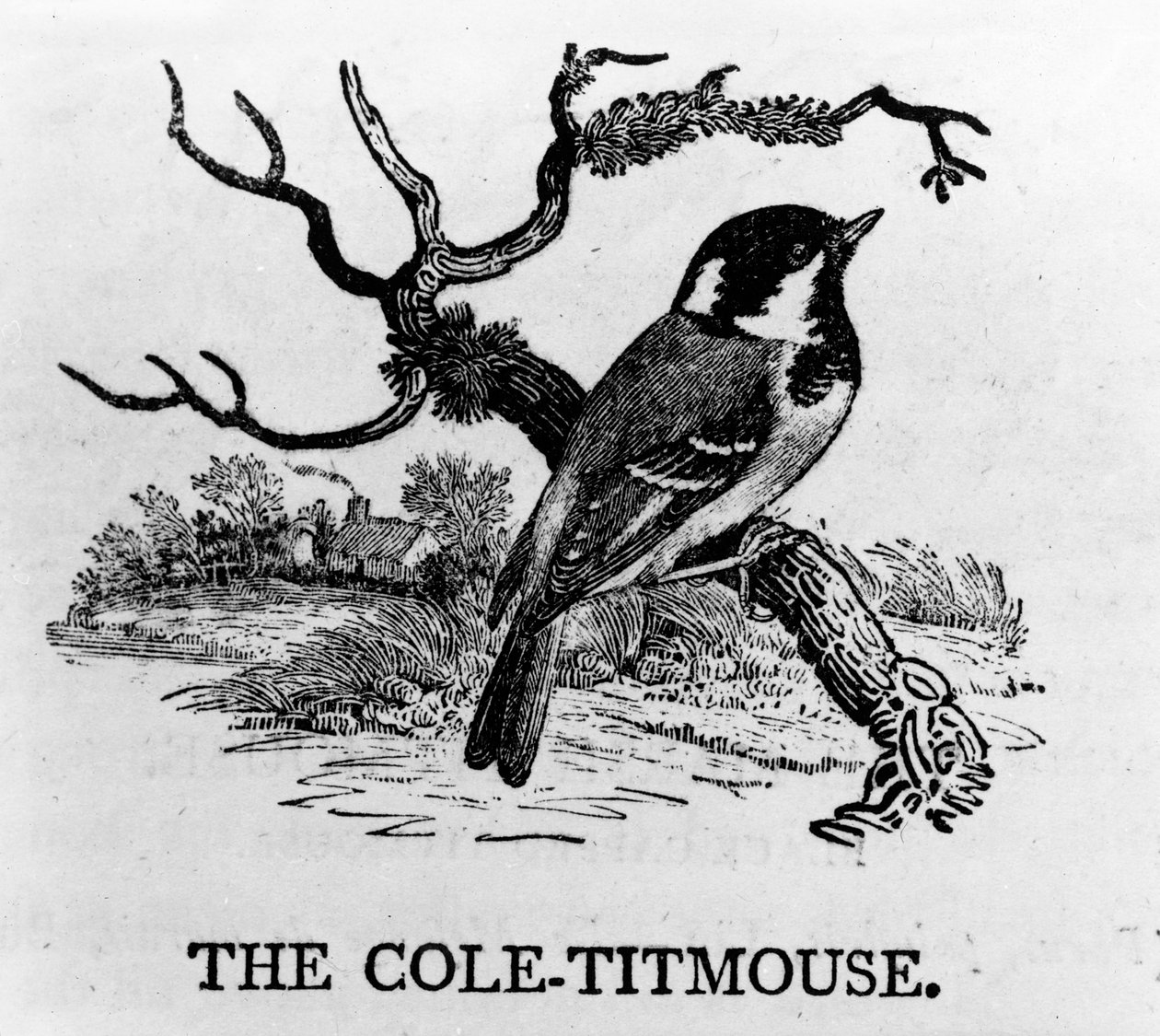 The Cole-Mejse, illustration fra 