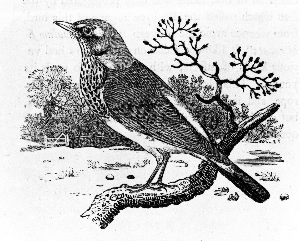 The Fieldfare, illustration fra 