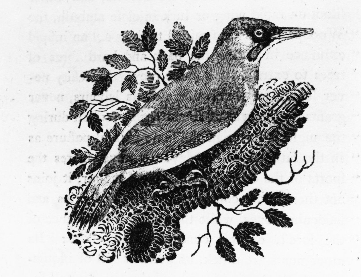 The Green Woodpecker, illustration fra 