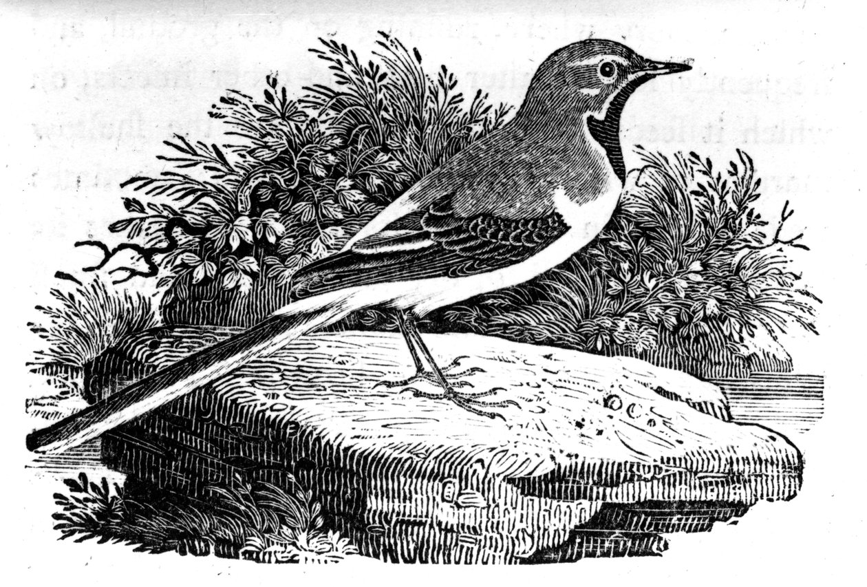 Den grå viphale, illustration fra 