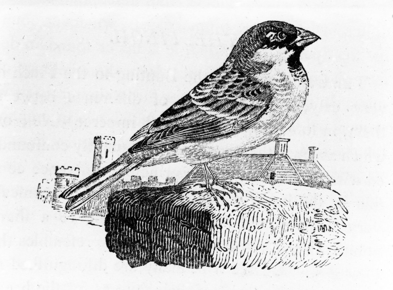 Husspurven, illustration fra 