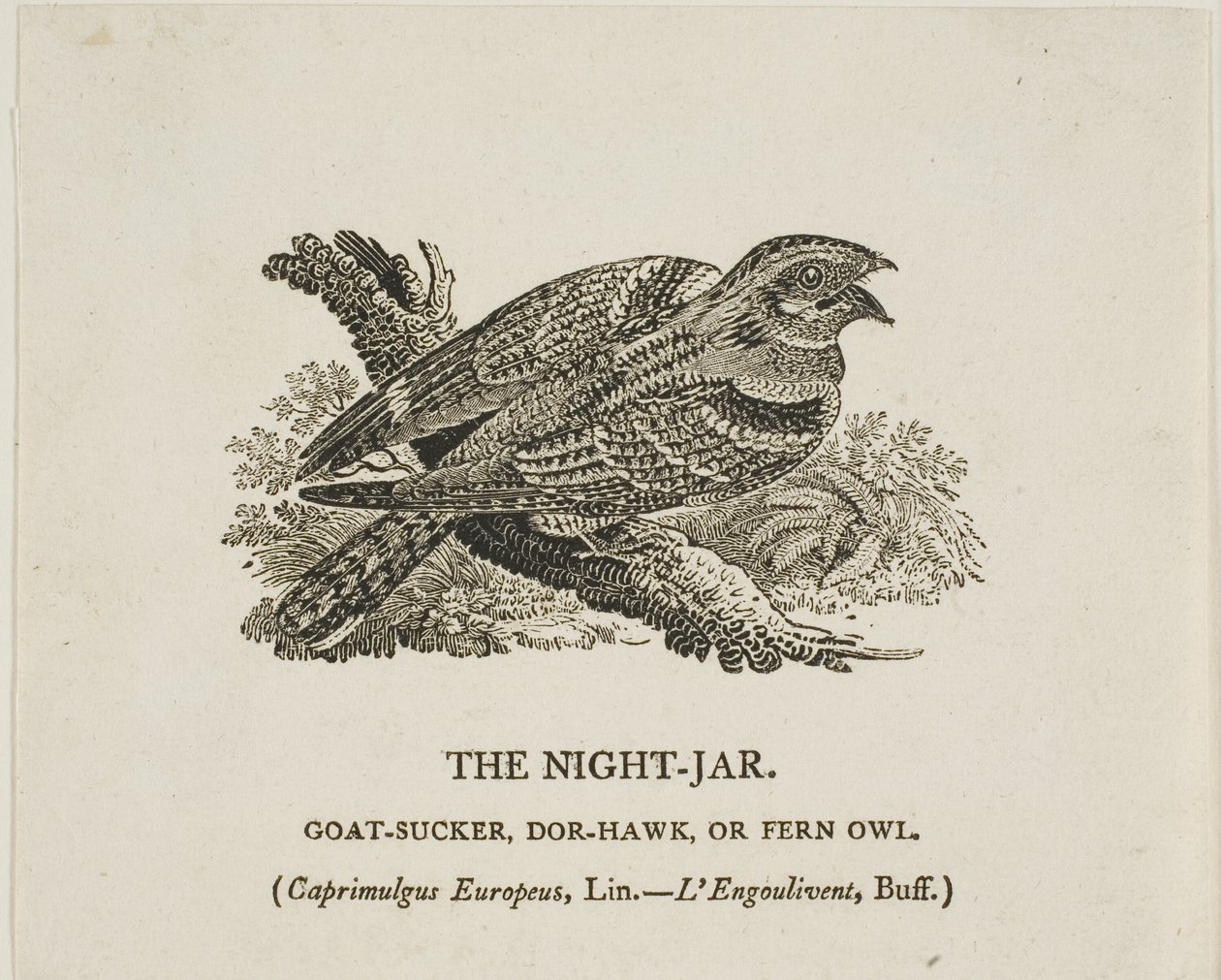 Nat-krukken af Thomas Bewick