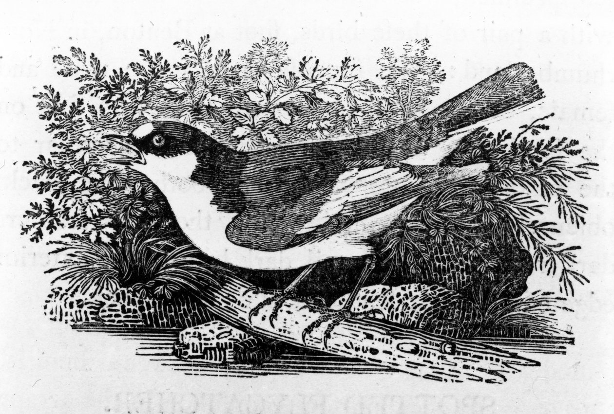 The Pied Flycatcher, illustration fra 