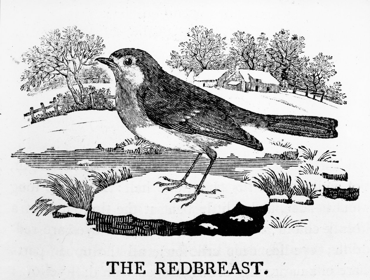 The Redbreast, illustration fra 