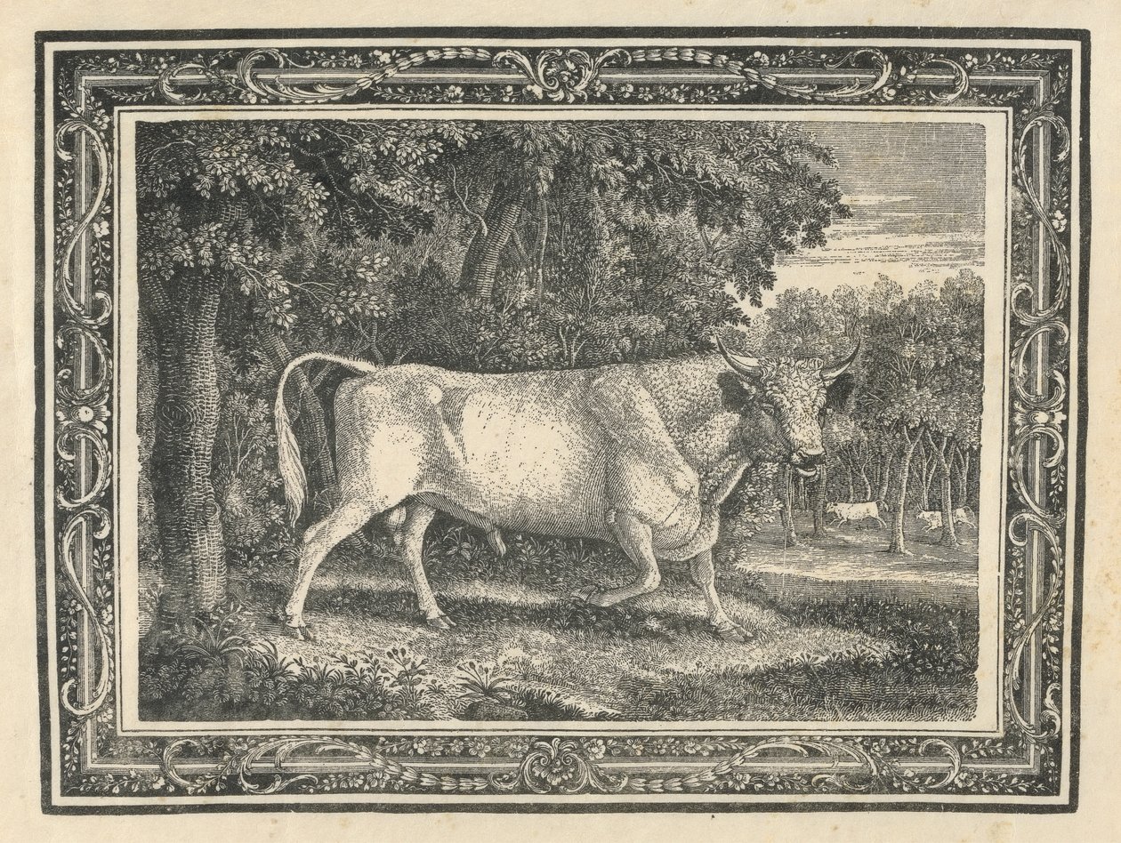 Den vilde tyr fra Chillingham af Thomas Bewick
