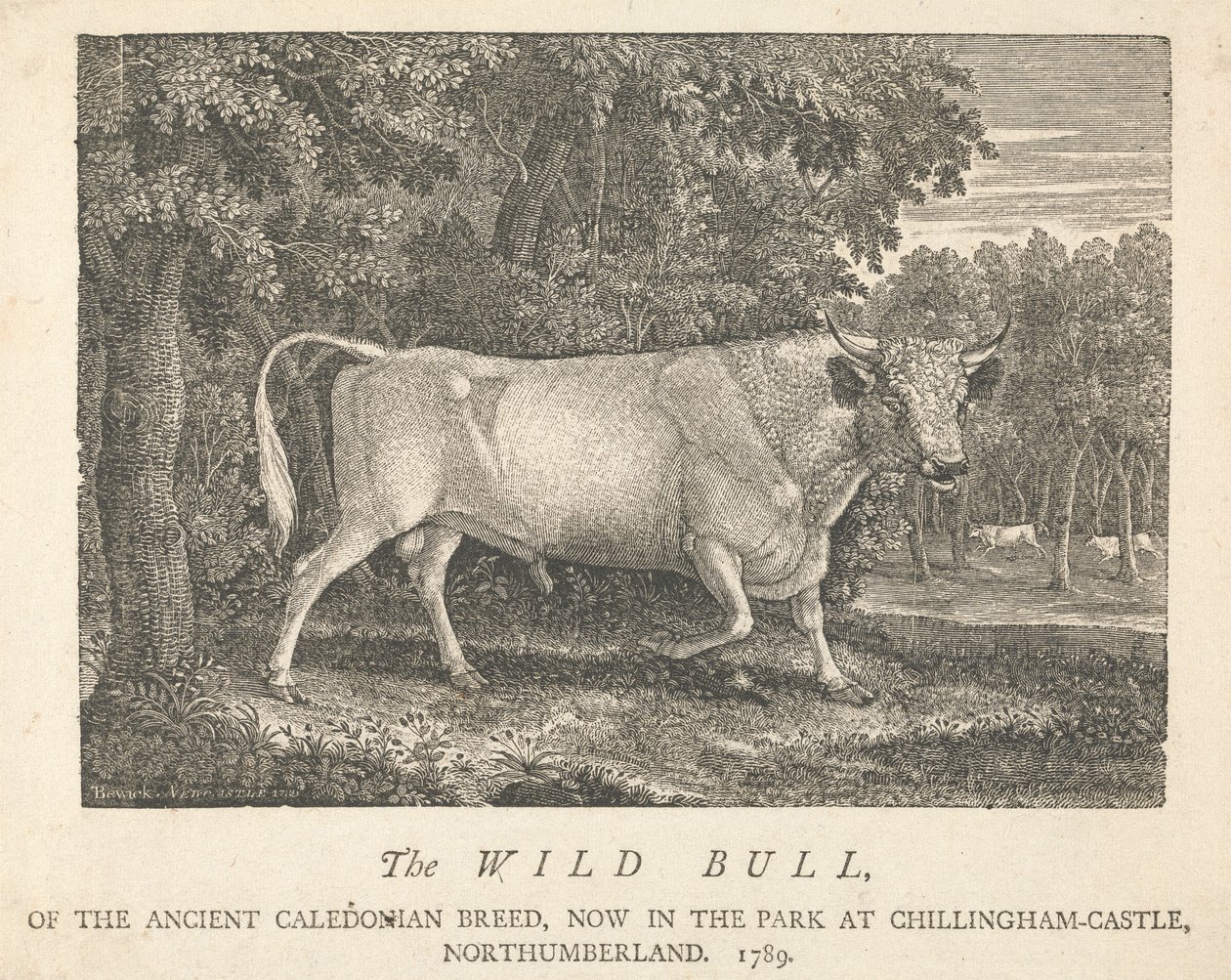 Den vilde tyr, af den antikke kaledonske race, nu i parken i Chillingham-Castle, Northumberland. af Thomas Bewick