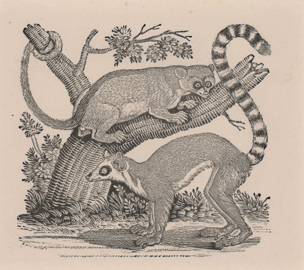 To Lemurer, fra "General History of Quadrupeds" af Thomas Bewick