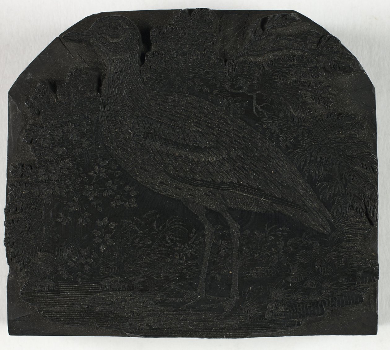 Træblok til The Great Plover, fra A History of British Birds af Thomas Bewick
