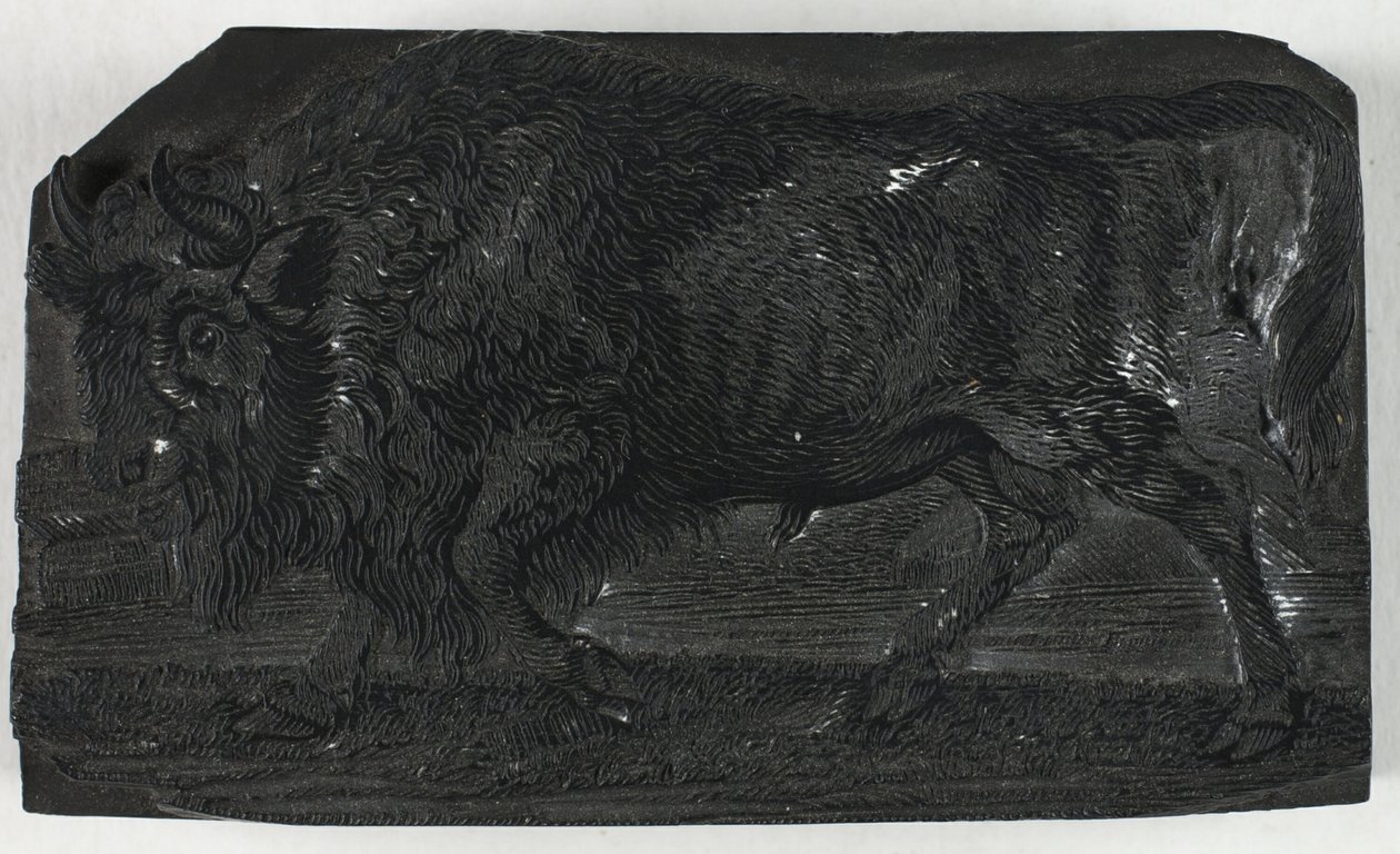 Træblok til Urus eller Vild Tyr, fra A General History of Quadrupeds af Thomas Bewick