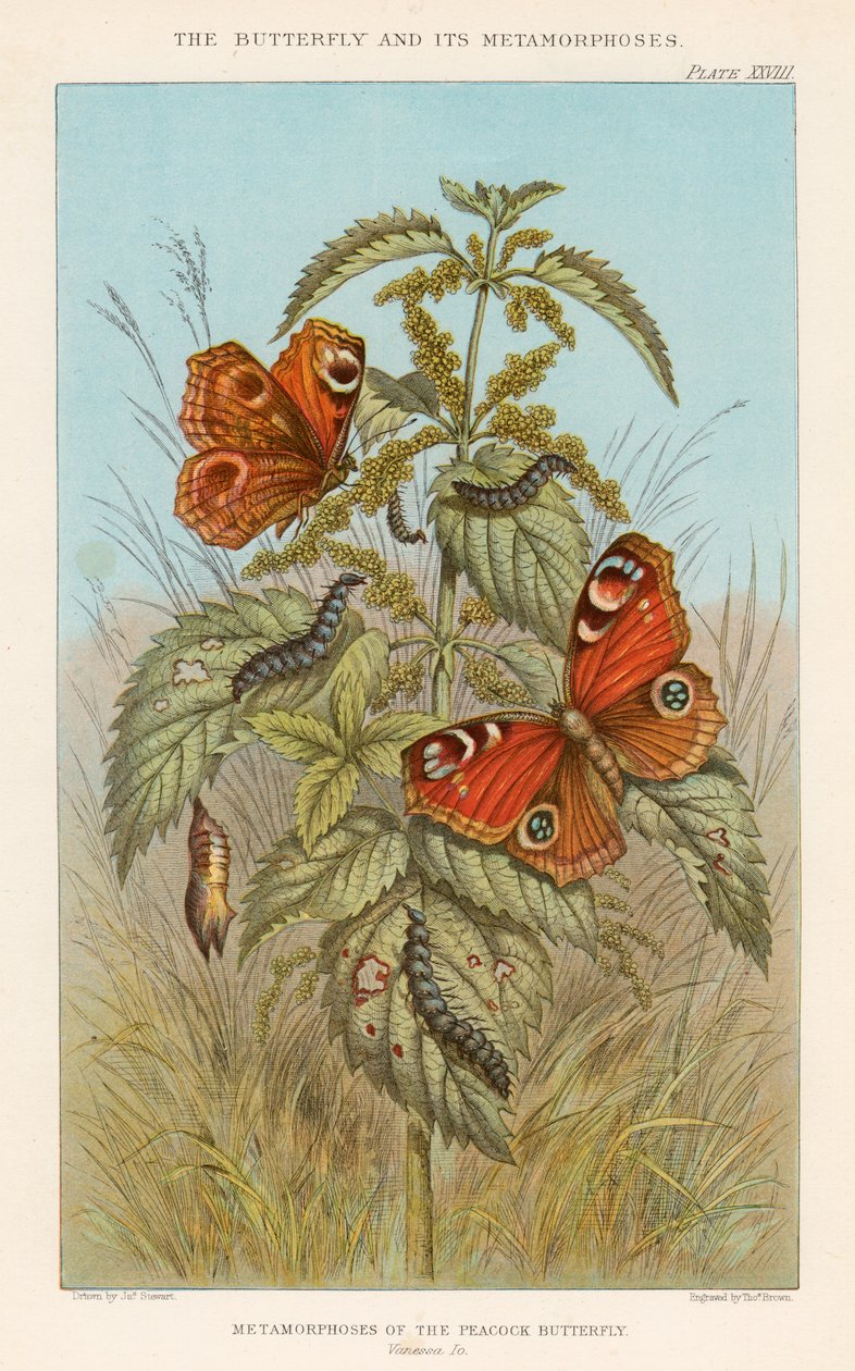 Metamorfoser af påfuglesommerfuglen, 1888 af Thomas Brown