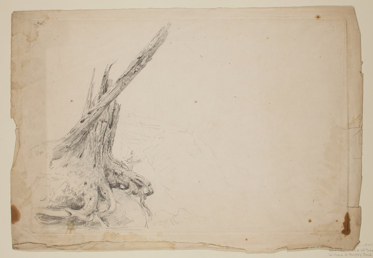 Brudt stamme af et træ (blyant på papir) af Thomas Cole
