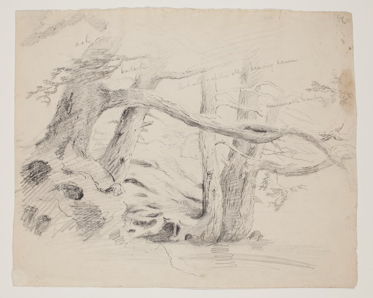 Eg og hemlock træer (blyant på papir) af Thomas Cole